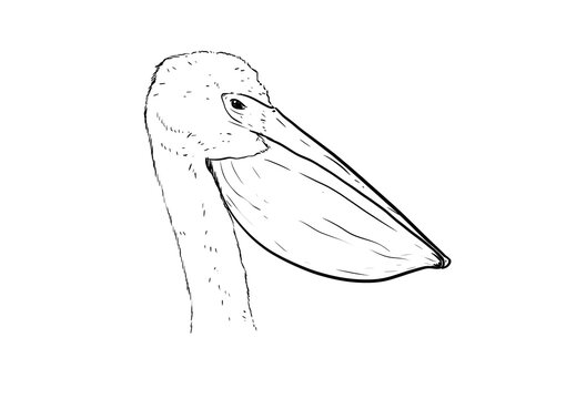 pelican digital drawing illustration isolated