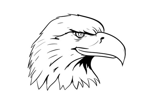eagle head digital drawing illustration isolated