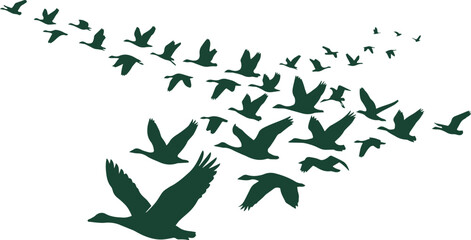 Flying geese vector illustration, a flock of wild birds in V-formation, migratory waterfowl silhouette, natural wildlife design element for conservation and outdoor themes © Shanza