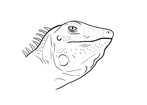 iguana digital drawing illustration isolated