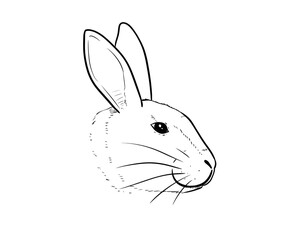 rabbit head digital drawing illustration isolated