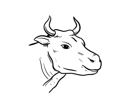 bull head digital drawing illustration isolated