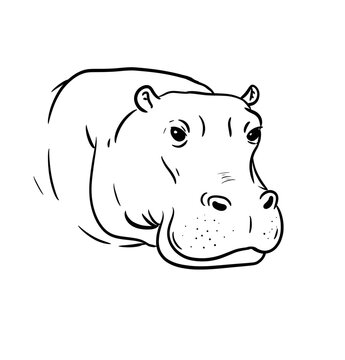 hippopotamus digital drawing illustration isolated