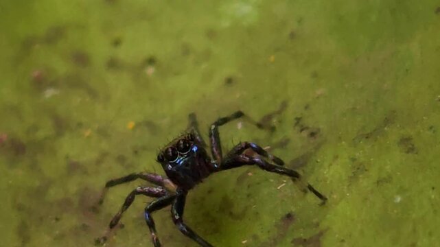 Jumping Spider (Family: Salticidae) resting on a green leaf in  natural habitat. Spider's iridescent body, compact form, alert posture, and agile hunting behavior.