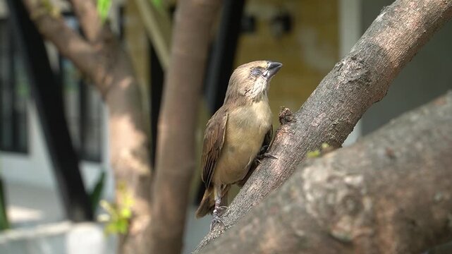 A cute Munia Bird known as Burung Emprit standing on a wooden branch, focus on natural wildlife behavior.