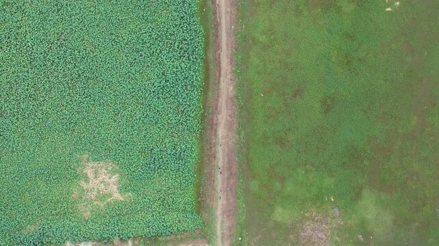 Green Agricultural fields of Patna, Bihar, India