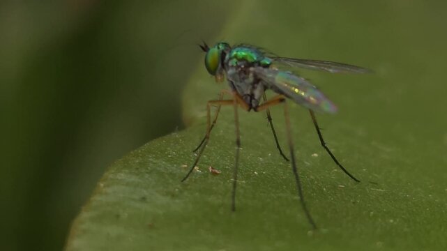 Long-legged fly (Family: Dolichopodidae) resting on green leaf in natural habitat. Insect's metallic green body, large compound eyes, transparent wings, and slender legs are captured in fine detail