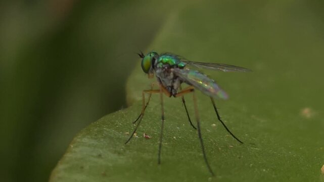 Long-legged fly (Family: Dolichopodidae) resting on green leaf in natural habitat. Insect's metallic green body, large compound eyes, transparent wings, and slender legs are captured in fine detail