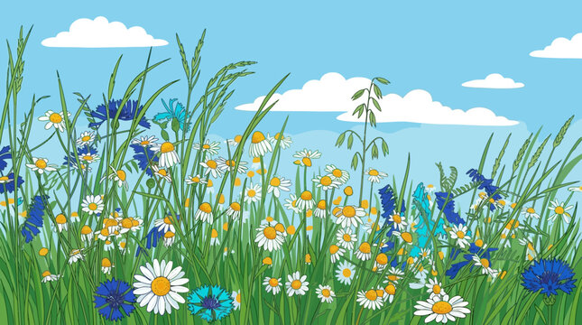 Illustration vectorielle d'une prairie fleurie avec des marguerites blanches et des bleuets bleus sous un ciel bleu clair avec des nuages blancs, id&eacute;ale pour un fond printanier.