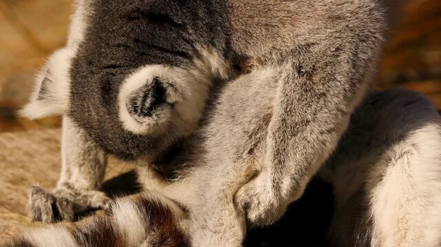 Close up of a ring-tailed lemur grooming another lemur

