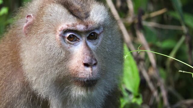 Northern pig-tailed macaque resting in lush forest
