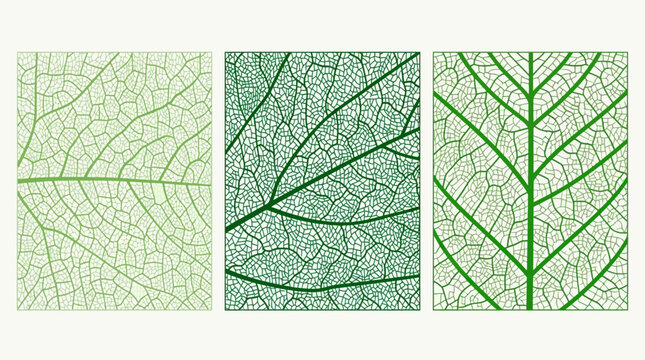 Ensemble de trois illustrations vectorielles repr&eacute;sentant des textures de nervures de feuilles vertes avec des d&eacute;tails botaniques complexes sur un fond clair et &eacute;pur&eacute;.
