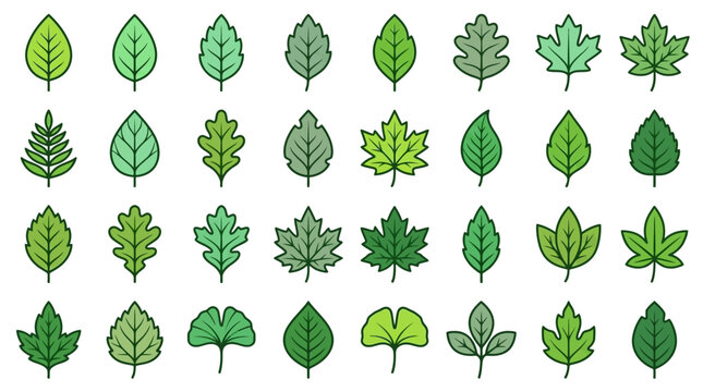 Collection de diverses feuilles vertes stylis&eacute;es, repr&eacute;sentant diff&eacute;rents types de feuillages et de formes v&eacute;g&eacute;tales.