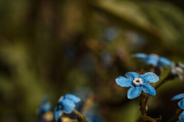 Close-up of small blue forget-me-not flowers blooming with soft dark green background. © Anastassiya 