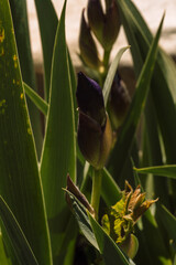 Close-up of purple iris buds among green leaves in garden sunlight. © Anastassiya 