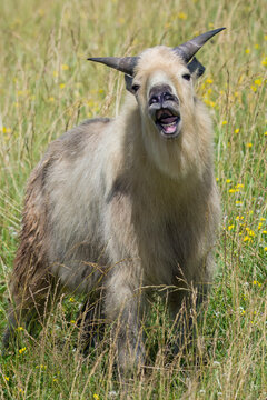Juvenile Sichuan Takin in field with open mouth