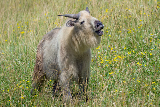 Juvenile Sichuan Takin in field with open mouth