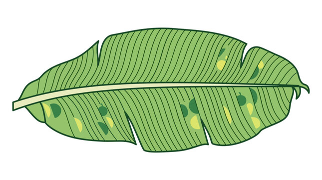 Eine detaillierte, flache Vektorillustration eines einzelnen Bananenblattes mit markanten Blattadern und gelblichen Flecken auf einem sauberen, isolierten wei&szlig;en Hintergrund.