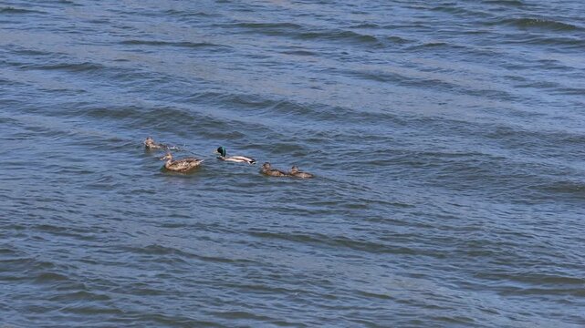 duck family floating with the wave up and down under strong wind 