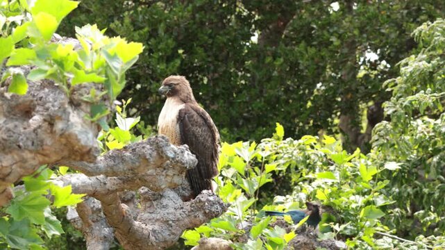 Red-tailed hawk being mobbed by Steller's jays and American crows