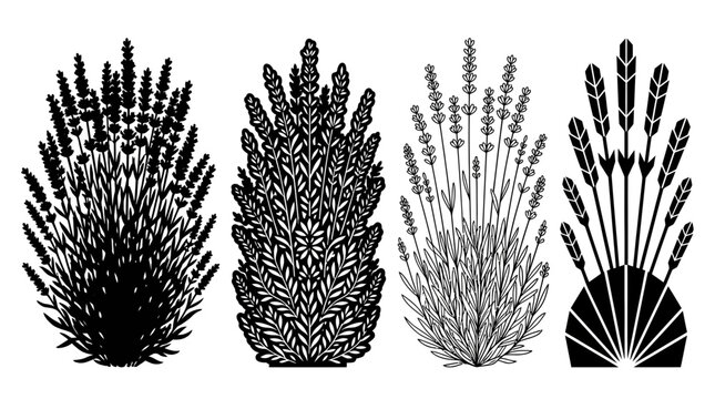 Conjunto de cuatro ilustraciones vectoriales de plantas de lavanda y espigas de trigo estilizadas en blanco y negro, ideales para dise&ntilde;o gr&aacute;fico, logotipos y elementos decorativos bot&aacute;nicos.