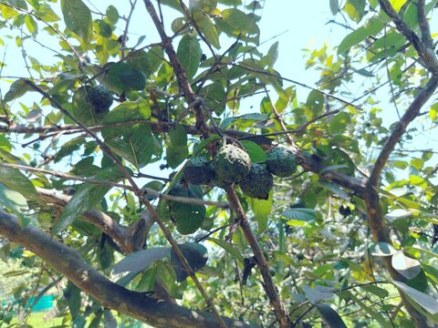 Unhealthy and Rotten Guavas with Fungal Infection on a Fruit Tree
