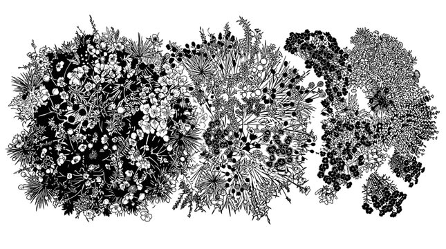 Illustrazione artistica in bianco e nero che raffigura una complessa composizione floreale astratta con dettagli intricati, motivi botanici e texture organiche su sfondo bianco pulito.