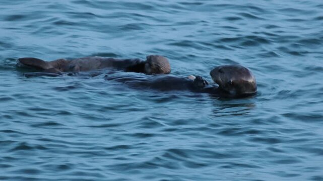 sea otter parent getting food from shellfish and feeding kid
