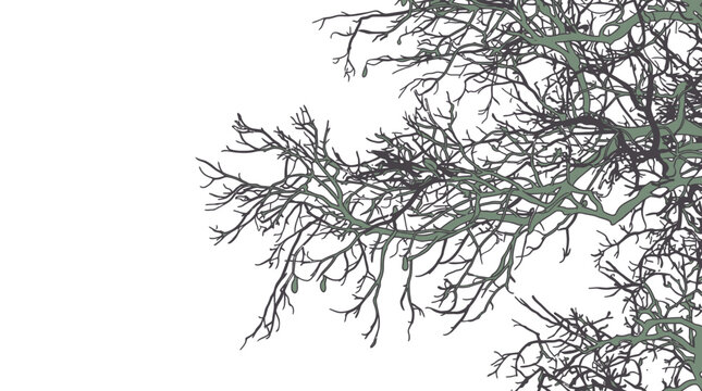 Silueta detallada de ramas de &aacute;rbol sin hojas sobre un fondo blanco puro, ideal para composiciones gr&aacute;ficas minimalistas y dise&ntilde;os de naturaleza con espacio para texto.
