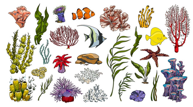 Conjunto de ilustraciones vectoriales de arrecifes de coral, peces tropicales, algas marinas y vida submarina colorida sobre un fondo blanco aislado para proyectos de dise&ntilde;o