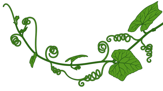 Ilustraci&oacute;n vectorial de una enredadera verde con zarcillos rizados y hojas en forma de coraz&oacute;n sobre un fondo blanco limpio, ideal para dise&ntilde;o bot&aacute;nico y elementos decorativos naturales.
