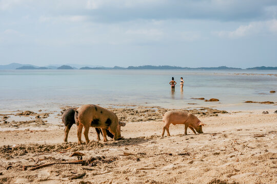 Three pigs forage on a sandy Philippine beach while two tourists wade in the shallow water behind them.