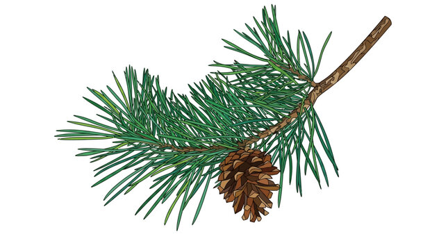 Um ramo detalhado de pinheiro com agulhas verdes vibrantes e uma pinha marrom madura, isolado em um fundo branco limpo, ideal para decora&ccedil;&otilde;es de Natal e design sazonal.