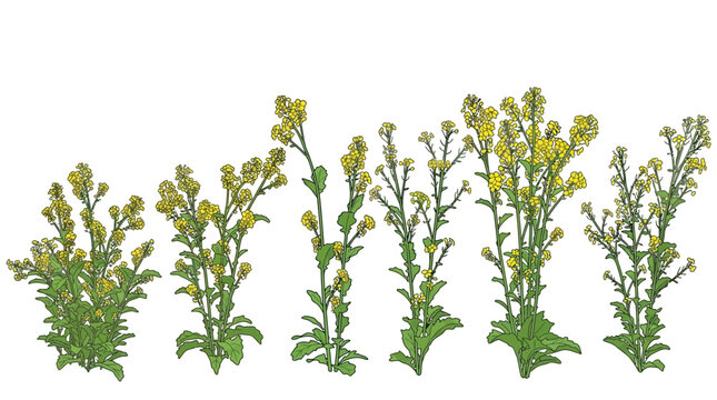Illustrazione vettoriale di una fila di piante di colza o senape con fiori gialli e foglie verdi, isolate su sfondo bianco, che mostrano diverse fasi di crescita.