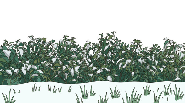 Ilustraci&oacute;n vectorial de un seto de arbustos verdes cubiertos de nieve fresca sobre un fondo blanco, ideal para dise&ntilde;os de invierno, tarjetas de felicitaci&oacute;n y proyectos de naturaleza.