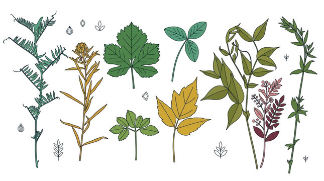 Eine Sammlung von handgezeichneten botanischen Illustrationen mit verschiedenen Bl&auml;ttern, Zweigen und Wildpflanzen im flachen Vektorstil auf wei&szlig;em Hintergrund.