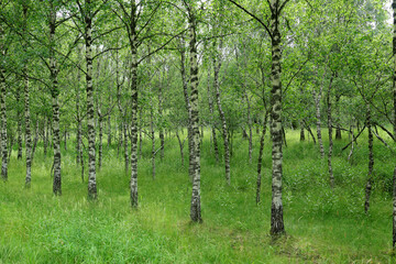 Obraz premium Birch forest