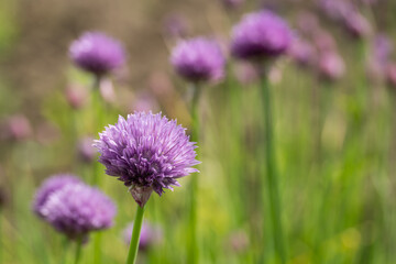 Fototapeta premium Pink chive flowers in a garden.