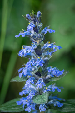 Detail of blue bugleweed (Ajuga reptans) flowers.