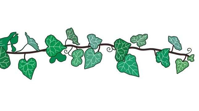Rysunkowa ilustracja poziomej gałązki bluszczu z zielonymi liśćmi w kształcie serca na białym tle, idealna jako ozdobny element graficzny do projekt&oacute;w dekoracyjnych.