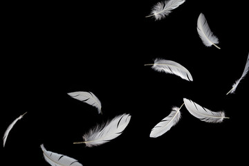 White Bird Feathers Flying on Black. Fluffy Downy Feather. Abstract Feathers Falling in the Dark. Symbol of Peace and Freedom. Feathers Floating on Black Background.  © Siwakorn1933