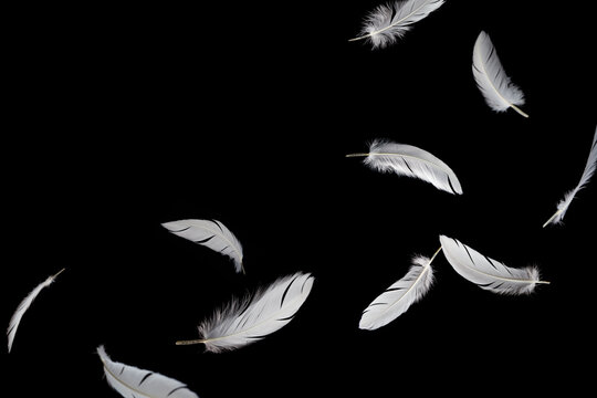 White Bird Feathers Flying on Black. Fluffy Downy Feather. Abstract Feathers Falling in the Dark. Symbol of Peace and Freedom. Feathers Floating on Black Background.	
