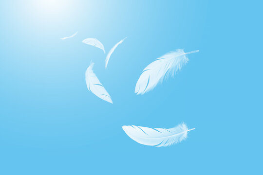 White Bird feathers floating on blue sky. fluffy downy. symbol of freedom and peace. white clouds and blue sky background. top blue sky heavenly