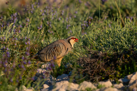 Rock Partridge - Alectoris graeca, beautiful colored bird from Souther Europeans bushes nad rocks, Pag island, Croatia.
