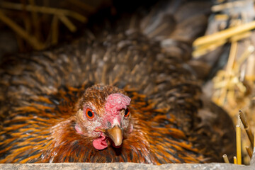 Close-up of a brooding hen sitting on eggs in a straw nest. A detailed macro shot of a speckled brown chicken brooding on a nest filled with straw, looking directly into the camera. © ZeDesign