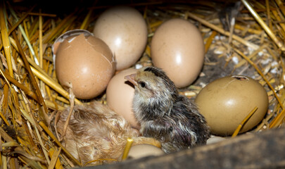 Recently hatched baby chick inside a straw nest with eggs. A detailed shot of a wet, newly born chick sitting upright in a nest of golden straw alongside intact and cracked brown eggs. © ZeDesign