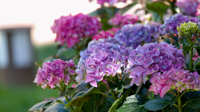 Close-up of Purple and Pink Hydrangea Macrophylla Flowers in Garden