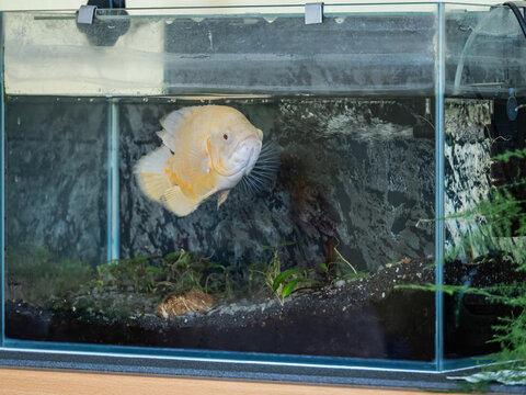 Albino Oscar fish in an aquarium.