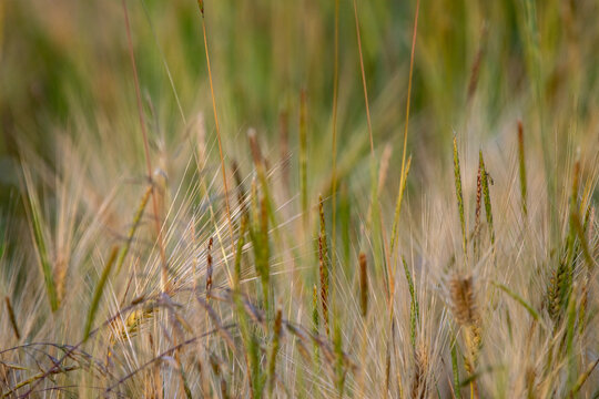 Reifendes Getreide mit Wildgr&auml;sern im warmen Morgenlicht