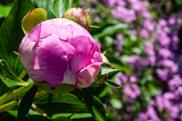 Close-up of a vibrant pink peony bud with dew drops, ready to bloom © Andrii_Abriutin